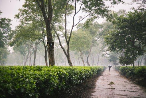 My Haunting Journey To Sonabheel Tea Estate