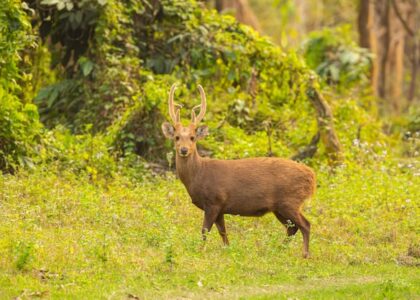 Decoding Assam's Wealth