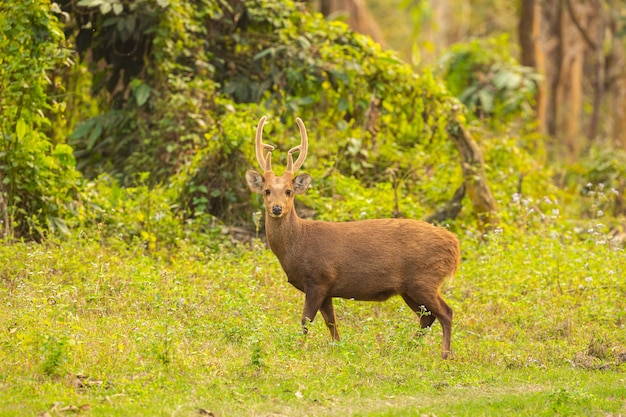 Decoding Assam's Wealth